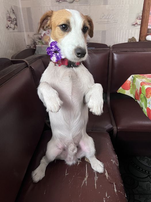 Пропонується на вʼязку джек расел. Хлопчик