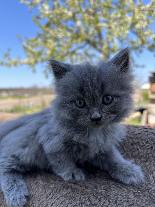 котики в добрі руки