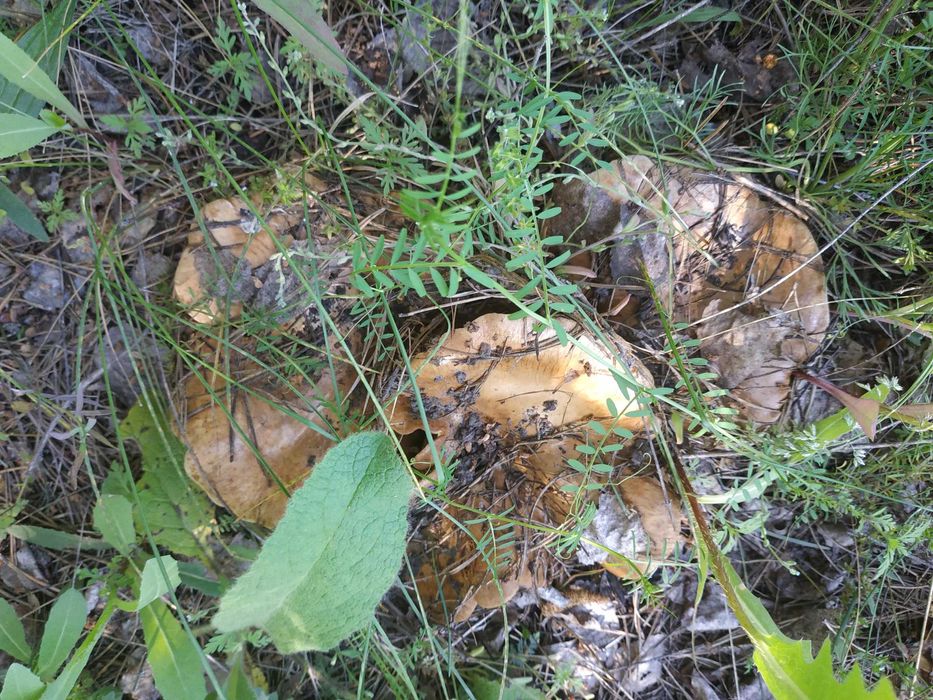 Продається садиба  - дім 2 поверхи, гараж, басейн, чудовий ланшафт