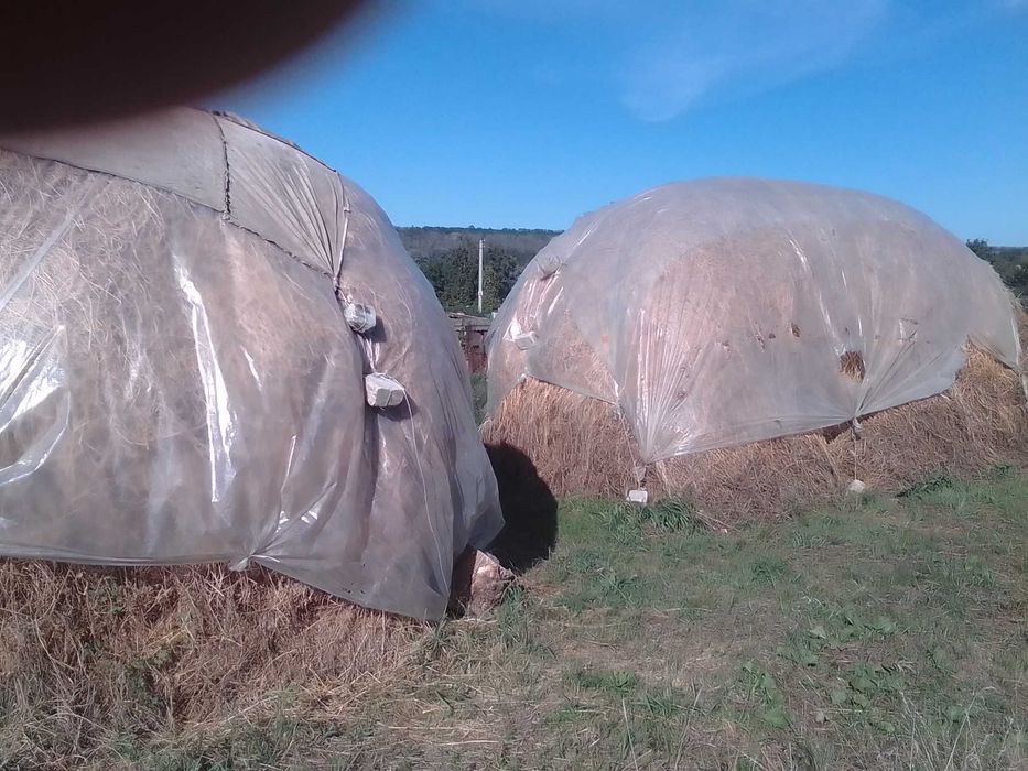 Продам сіно степове
