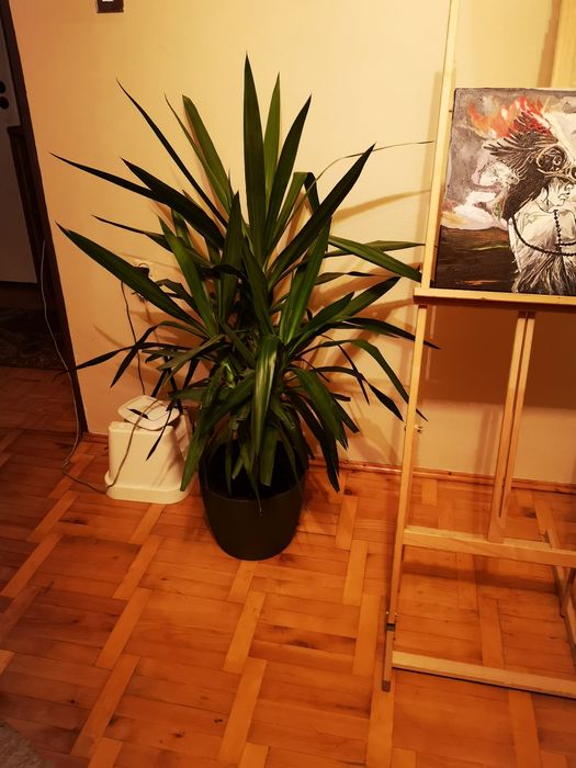 Roślina tropikalna - Yucca