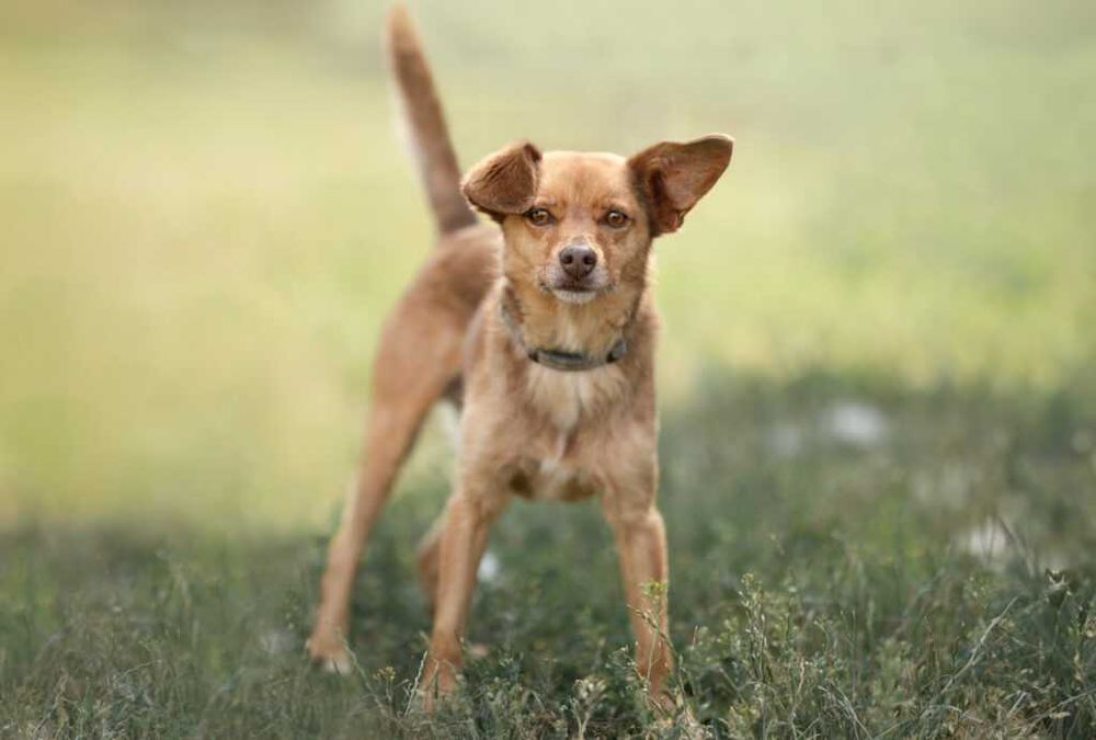 Felek- pies do adopcji