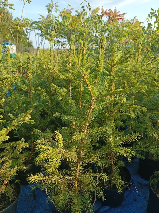 Świerk pospolity w donicy