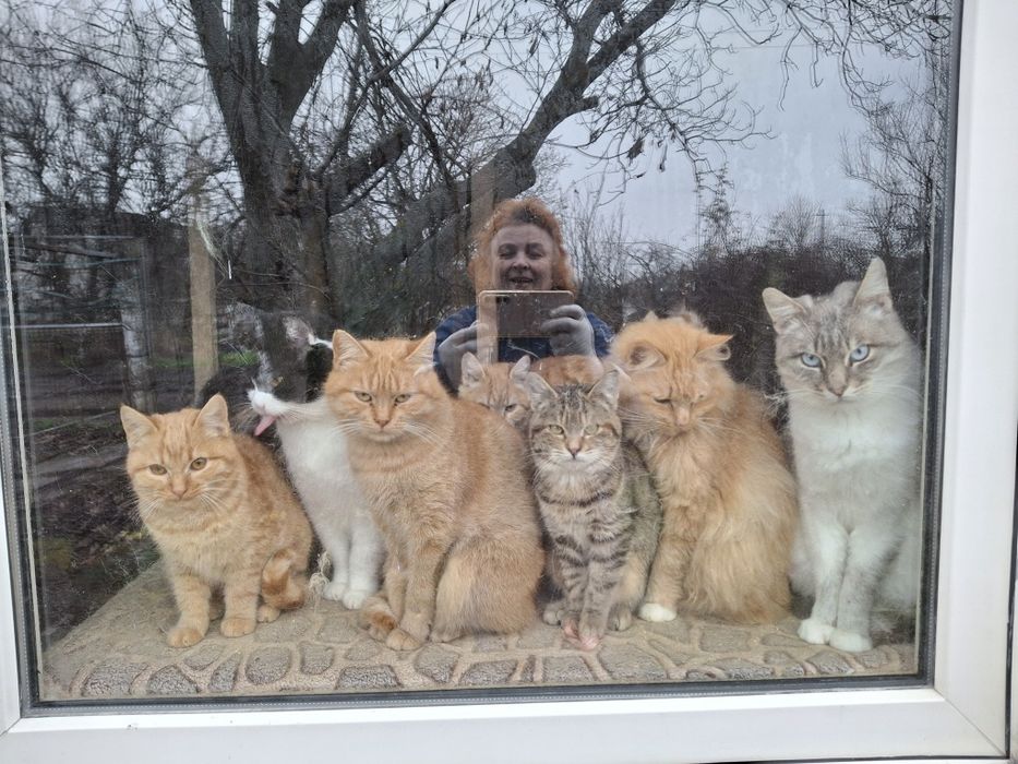Котята подростки ищут себе семью.