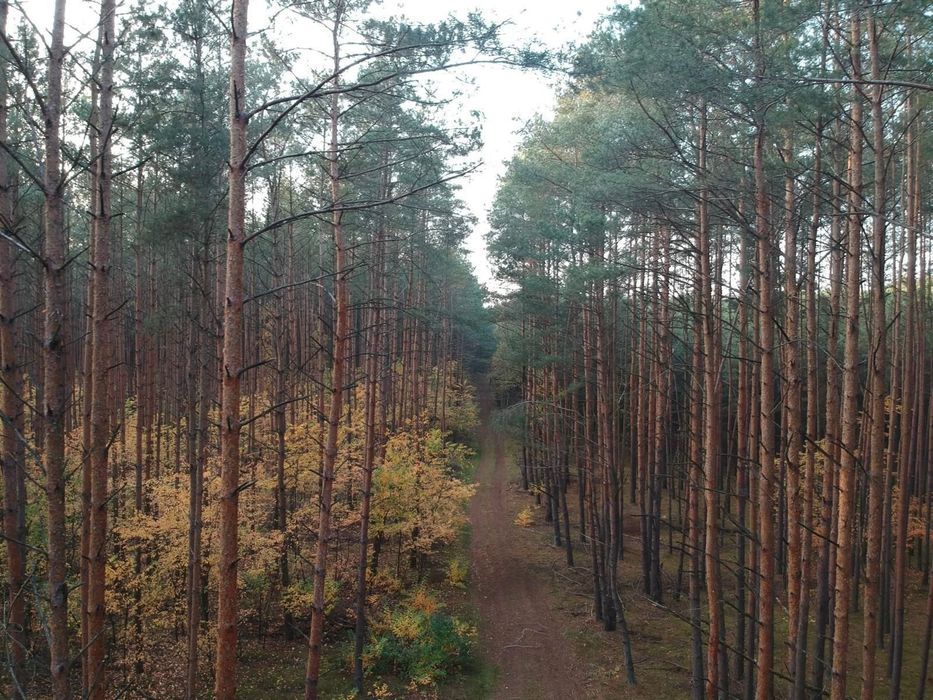 Sprzedam 45-letni LAS 4,5956ha