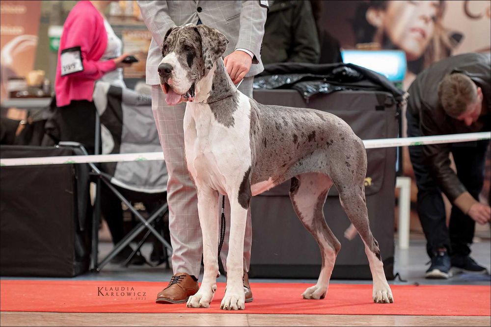 Dog niemiecki czarny Szczenię ZKwP FCI