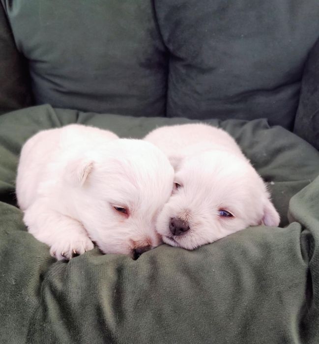 Śliczny szczeniak  West Highland White Terrier
