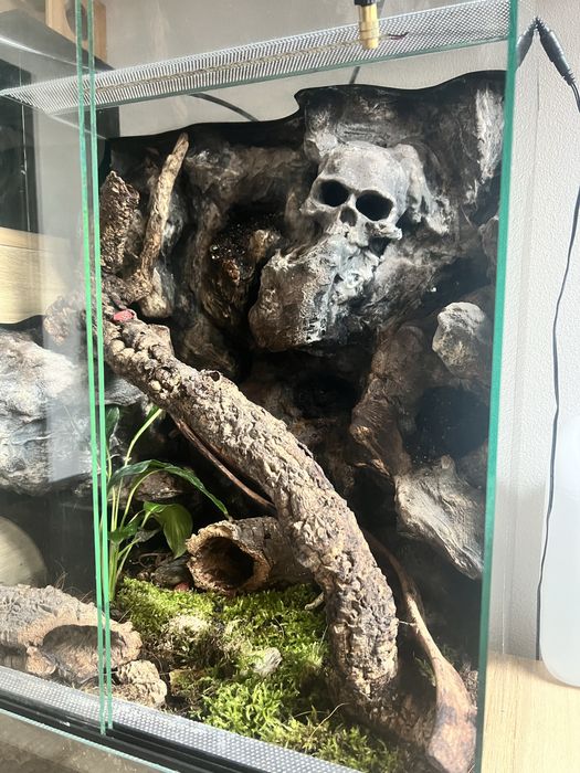 Gekon wraz z terrarium