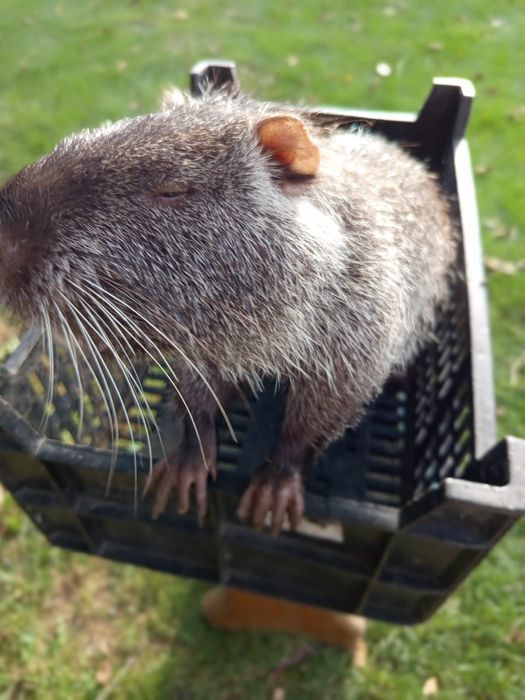 М'ясо домашньої нутрії .