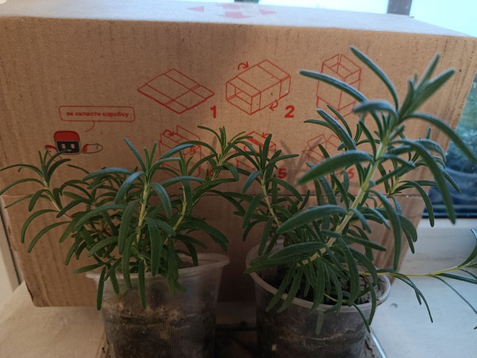 Розмарин ароматна рослина чудова спеція