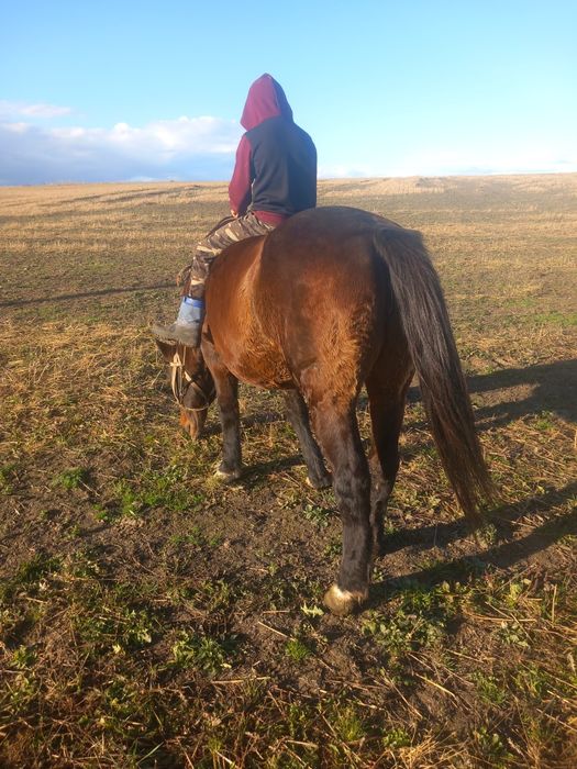 Продам добру кобилу