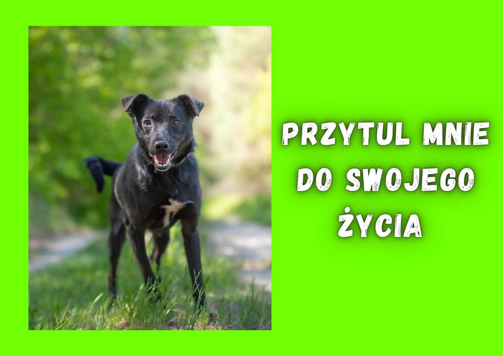 HAZI - marzy o nowym domu i rodzinie