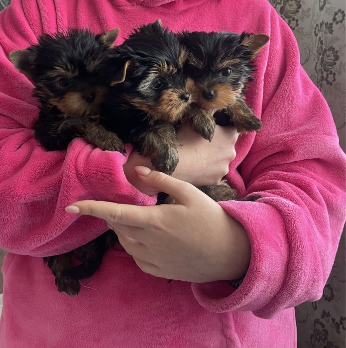 Йорчики цілувашки