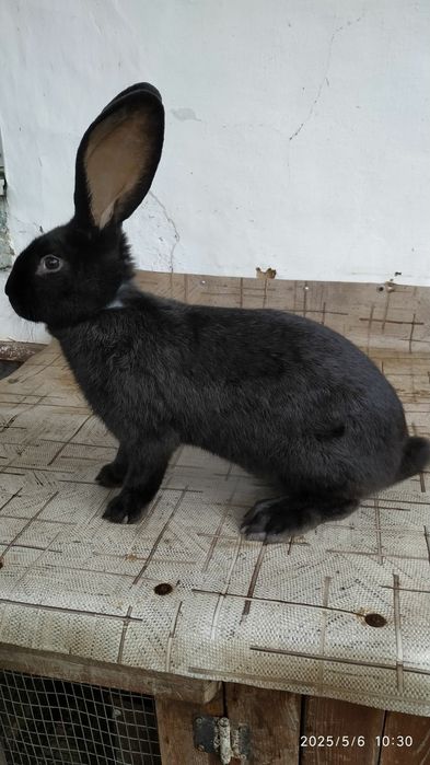 Кролі.Молоді самці велетня.