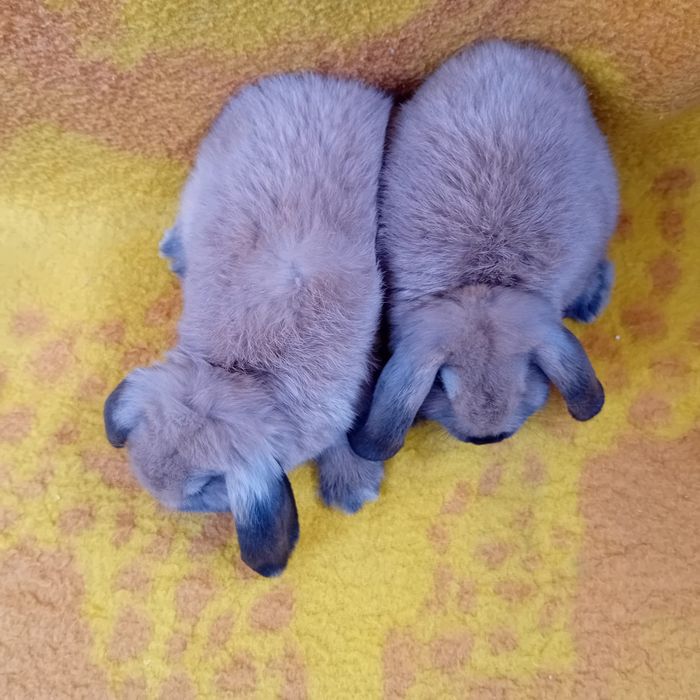 Króliki miniaturki Baranki Teddy samczyki GRUDZIĄDZ