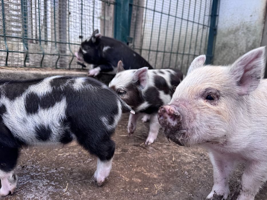Porcos  raca kunekune
