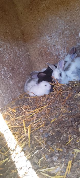 Vendo coelhos de várias idades
