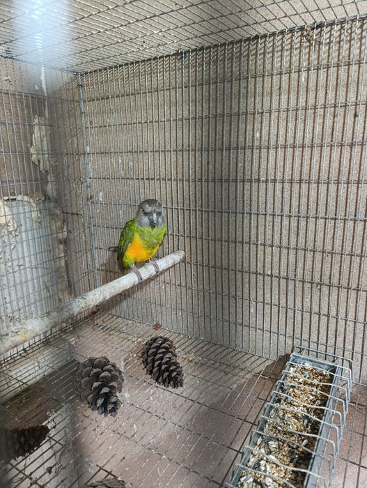 Macho Papagaio Senegal