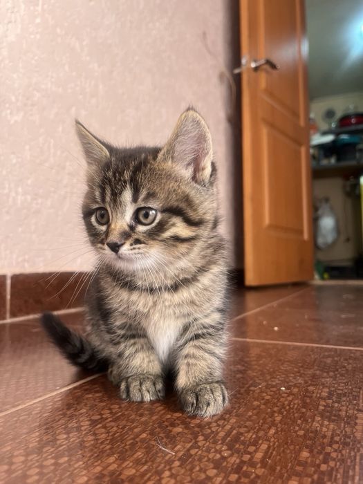 Маленька тигриця