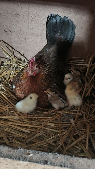 Jaja od liliputek do wylęgu