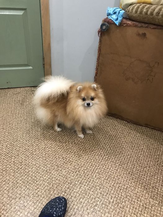 Померанская крааотка