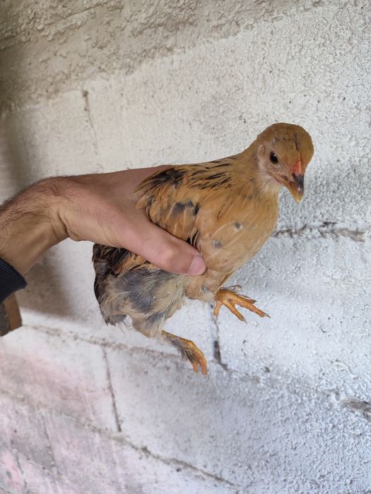 Casal de garnizés novos