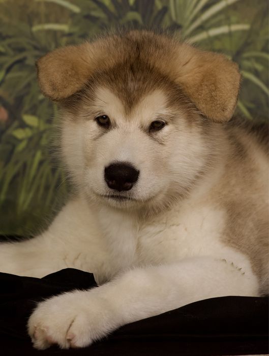 Аляскинский маламут