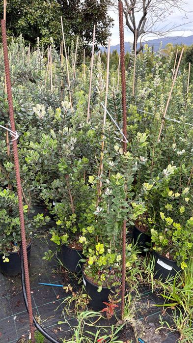 Metrosideros Excelsa 50cm/100cm/150cm/200cm