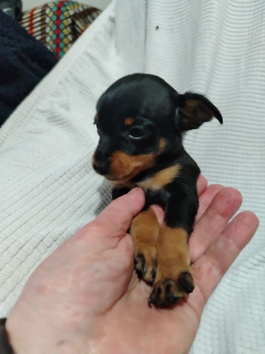 Lindo menino Pincher