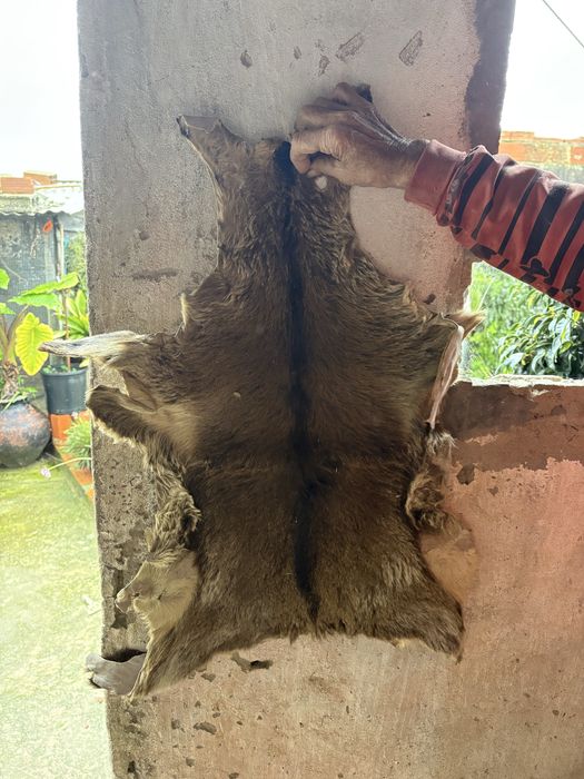 Peles de cabra verdadeira