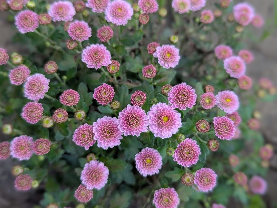 Шаровидні хризантеми