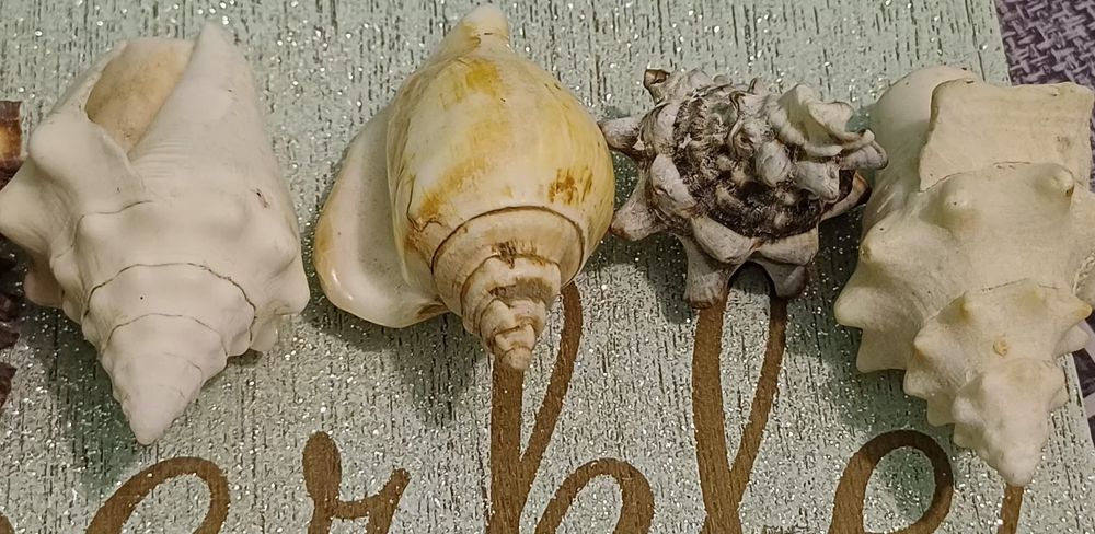 Коллекция экзотических морских ракушек.