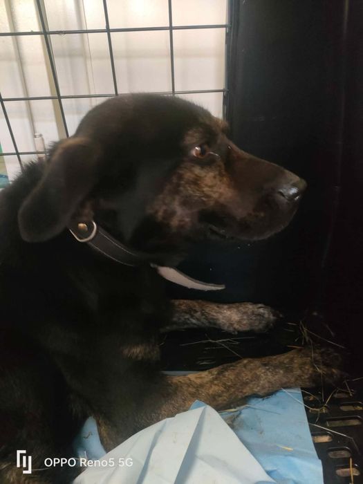 Suczka do adopcji 2 lata