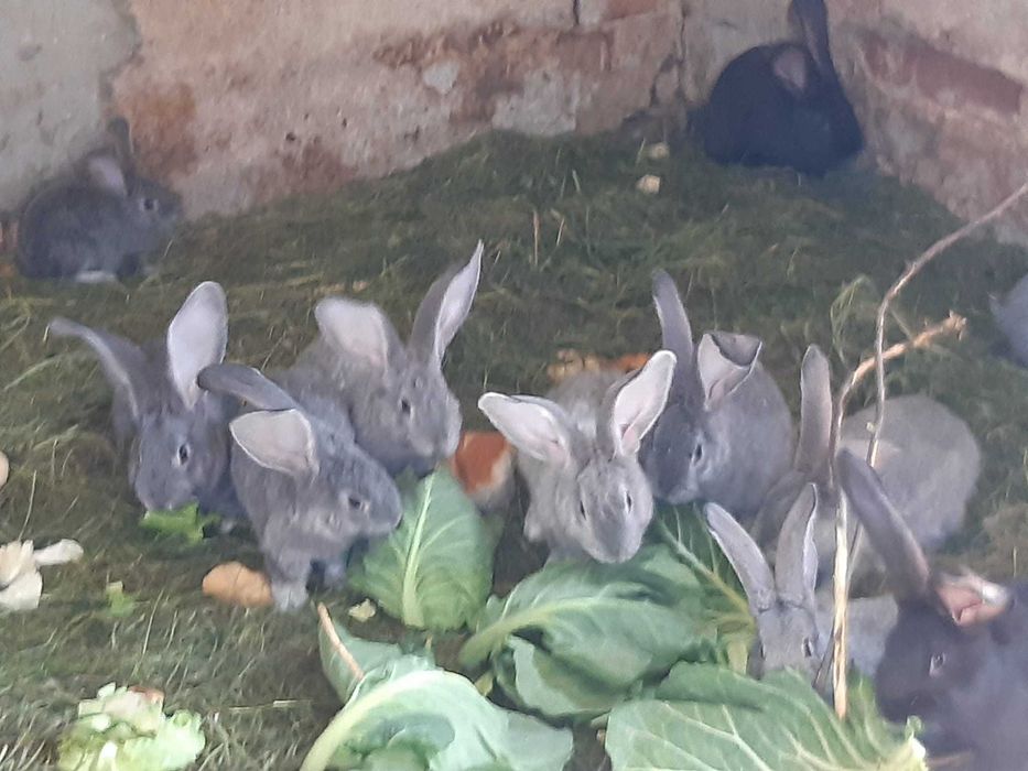 Belgijskie króliki