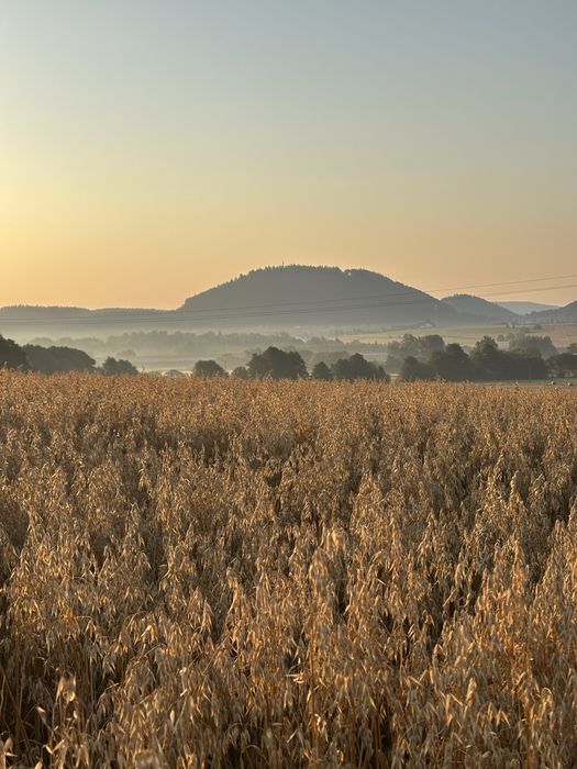 Owies Bingo wysokokaloryczny oraz owies bezłuskowy