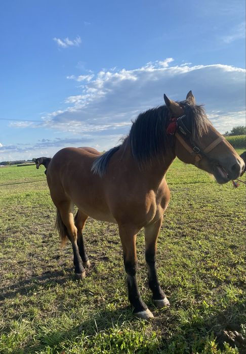 Sprzedam klacz młoda