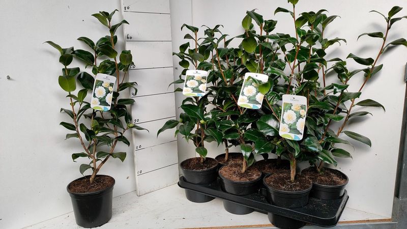 Kamelia Japońska Trzy Kolory Cena 55 zł