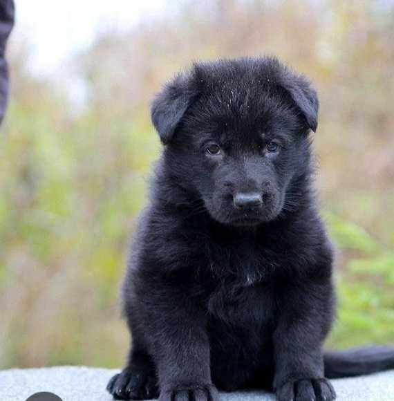 Продам щенков немецкой овчарки