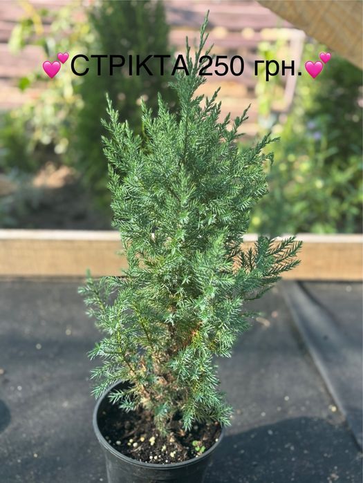 Живі ялинки та хвойні рослини у горщиках