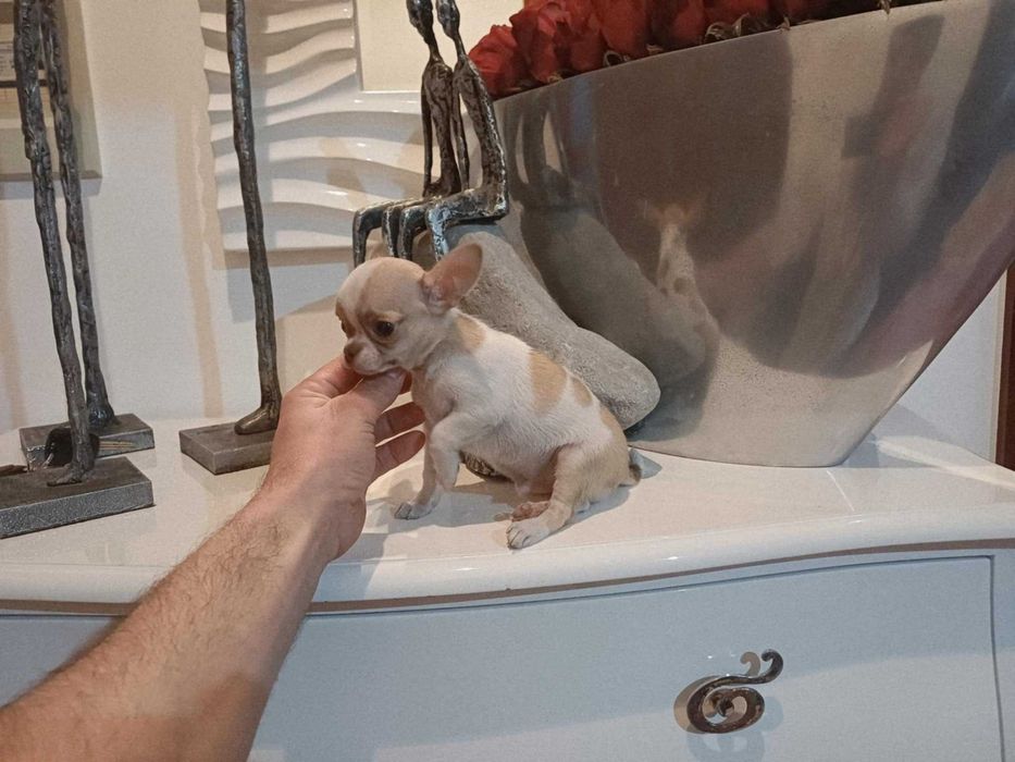 Chihuahua Suiperminiatura MACHINHO BRANCO E IZABELLA com LOP E AFIXO