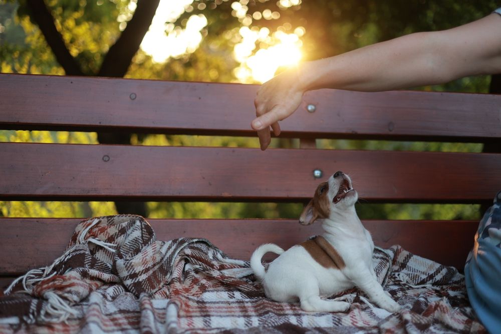 Cappuccino z charakterem – wyjątkowy Jack Russell Terrier chłopiec