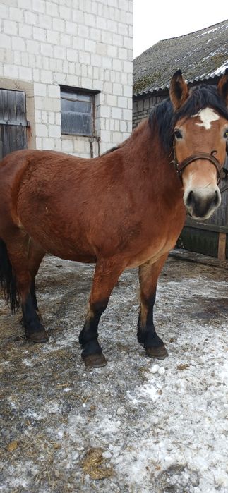 Sprzedam dwie  zrebice