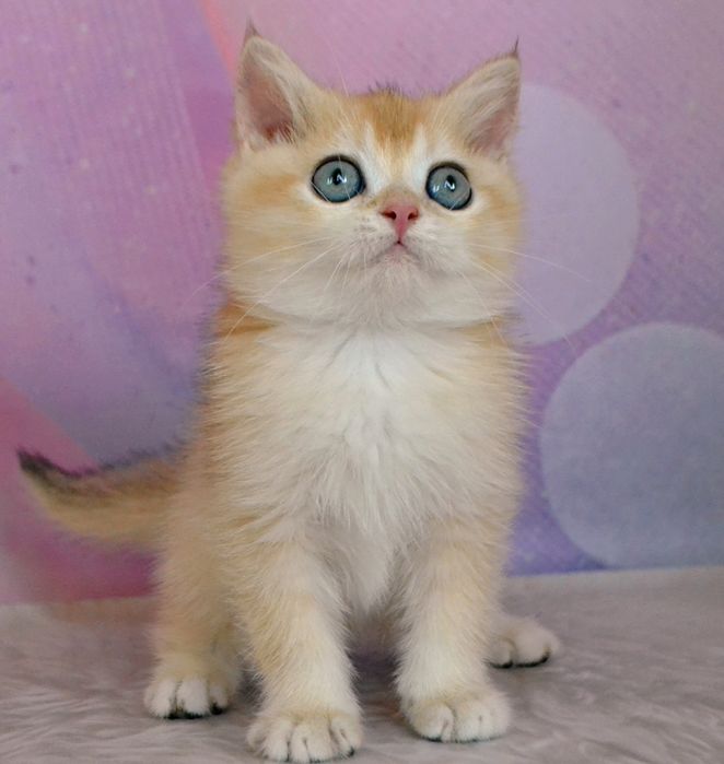 Шикарные Британские золотые шиншиллы