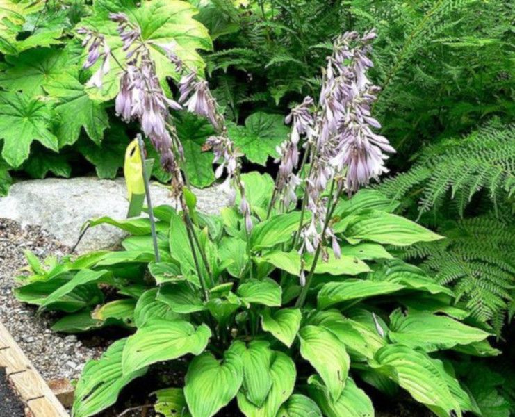 FUNKIA fortunei Aureomaculata - sadzonki w doniczkach