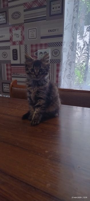 Віддам дівчинку в добрі руки.