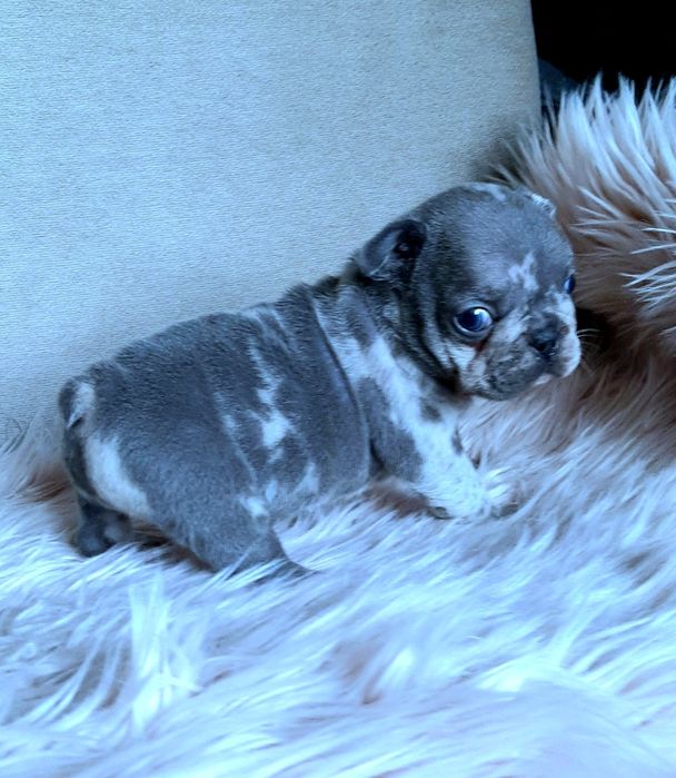 Buldog francuski sunia