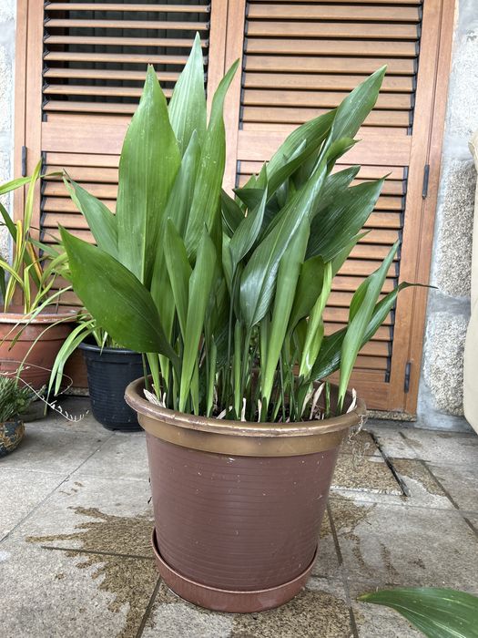 Vendo Aspidistra