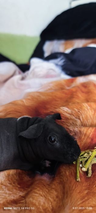 Świnka morska skinny klatka