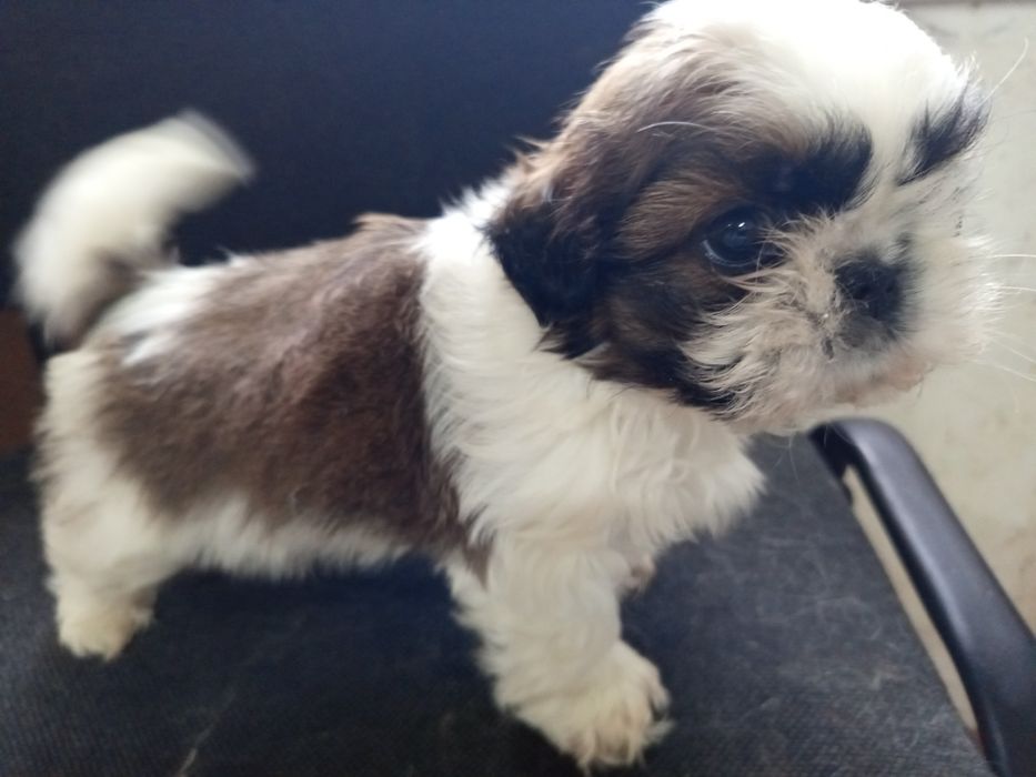 Щенки ши-тцу мальчики и девочка