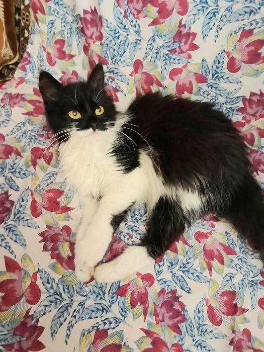 Пушистая котёнок девочка ищет дом! Котята в хорошие руки!